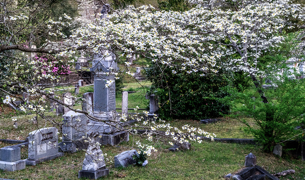 oakdaleContribution Oakdale Cemetery